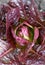 Radicchio - Growing in the Edible Garden