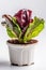 Radicchio Growing In White Pot On White Background. Generative AI