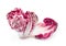 Radicchio isolate on white background