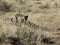 Radio-collared African leopard comes prowling through dry grass in early morning light at Okonjima Nature Reserve, Namibia