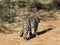 Radio-collared African leopard prowls off into bush at Okonjima Nature Reserve, Namibia