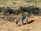 Radio-collared African leopard swishes tail as it prowls off into bush at Okonjima Nature Reserve, Namibia