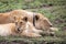 Radio Collared Female African Lioness