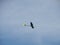 Radio controlled model airplane spiraling towards ground on blue sky. Aviation, airplanes, aerobatics and competition concepts