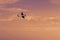 Radio controlled toy airplane at sunset. RC model airplane flying