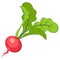 Radish