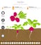 Radish beneficial features graphic template. Gardening, farming infographic, how it grows. Flat style design