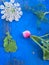 Radish, dill, leaf and flower on the blue board