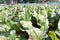 radish farm on field for harvest