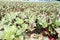 radish farm on field for harvest