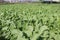 radish farm on field for harvest