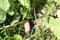 radish farm on field for harvest