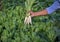 Radish, Farmers hands with freshly radish, Freshly picked vegetables