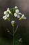 Radish flowers