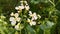 Radish Flowers