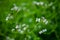 Radish flowers