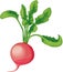 Radish with greens