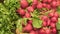 Radish and greens for sell at the supermarket. Salad greens and leafy vegetables at market closeup. Food in steam in