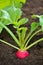 Radish growing in the soil