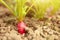 Radish grows in the ground, almost ripe.