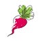 Radish icon