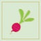Radish . Isolated object, logo. Vegetable from the farm. Organic food. Vector illustration.