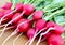 Radish juicy red fresh lying on a table