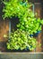 Radish kress, water kress and coriander sprouts over wooden background