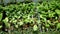Radish laboratory science Raphanus raphanistrum sativus biotechnology phytotron flower leaf vegetable gmo, research