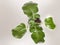 Radish leafs on white background