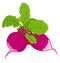 Radish with leaves