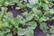 Radish leaves damaged by pests. Concept of controlling flea beetles in the vegetable garden and how to get ri.Holes in the leaves,