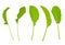 Radish leaves vector stock illustration. Realistic set of green greenery.