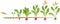 Radish life cycle. Consecutive stages of growth from seed to flowering and fruit-bearing plant