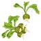 Radish Margelan, Lobo, Chinese radish, green radish for banners, flyers, posters, cards. Bunch of green radishes with