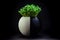 Radish microgreen shoots in spherical black and white flowerpot