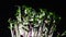 Radish microgreens on black background, rotates, closeup. Sprouting microgreens