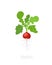 Radish plant. Raphanus raphanistrum. Radishes taproot. Agriculture cultivated plant. Green leaves. Flat vector color Illustration