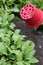 Radish Plants