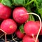 The Radish, raphanus raphanistrum.