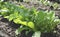 Radish or Raphanus sativus, cultivated radish, daikon, radish. Spring vegetable in the garden. Growing seedlings