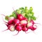 Radish. Realistic close-up illustration of fresh vegetable, isolated on white background. Generative AI