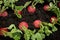 Radish row in vegetable field