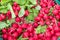 Radish for sale at a market