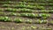 Radish seedling rows in spring.