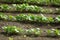 Radish seedling rows in spring.