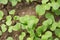 Radish seedlings cultivated in spring