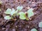 Radish seedlings in the ground, spring seedlings of radishes in the garden