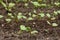 Radish sprout in vegetable garden