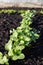 Radish sprouts grow in garden. Vegetables growing in rows